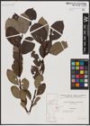 Foto von Salix caprea L.